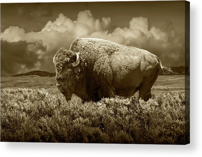 Buffalo Acrylic Print featuring the photograph Sepia Tone of American Bison in Yellowstone by Randall Nyhof
