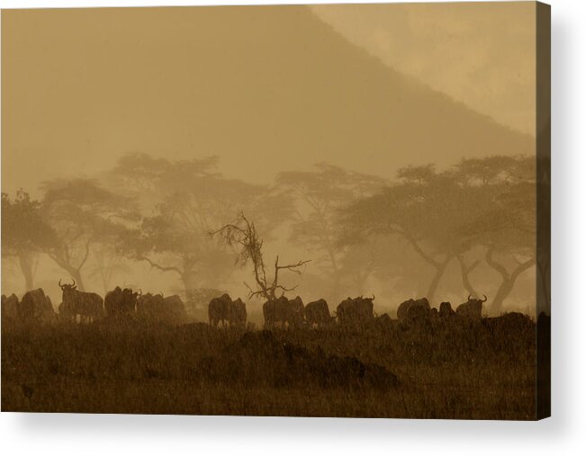The Rains Acrylic Print featuring the photograph Serengeti Monsoon by Joseph G Holland