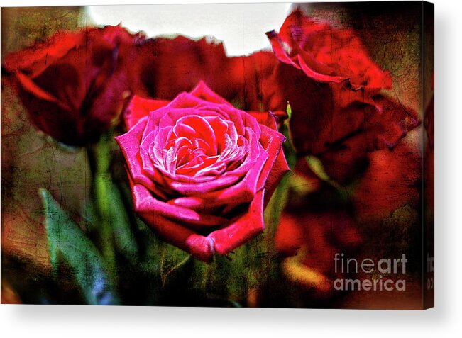 Rose Acrylic Print featuring the photograph Set Apart by Lincoln Rogers