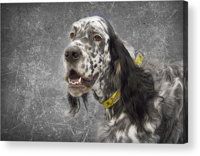 English Acrylic Print featuring the photograph Setter 1 by Rebecca Cozart