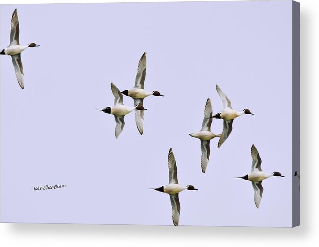 Ducks Acrylic Print featuring the photograph Seven Pintail Ducks on High by Kae Cheatham