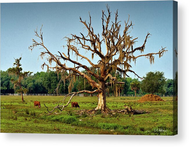 Tree Acrylic Print featuring the photograph Shade Free by Christopher Holmes