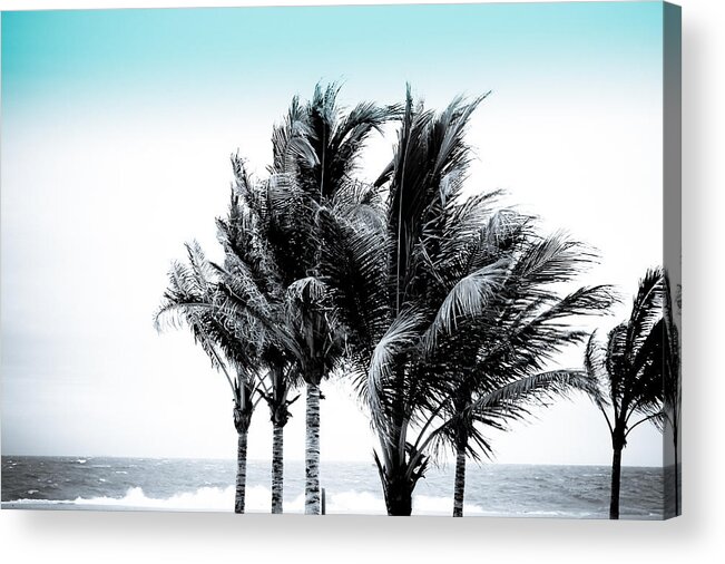 Palm Trees Acrylic Print featuring the photograph Shades of Palms - Silver Blue by Colleen Kammerer