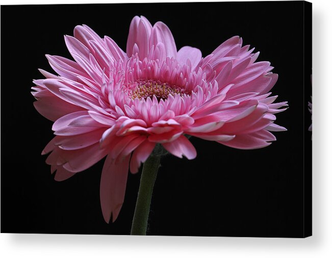 Gebera Acrylic Print featuring the photograph Shades of Pink by Juergen Roth