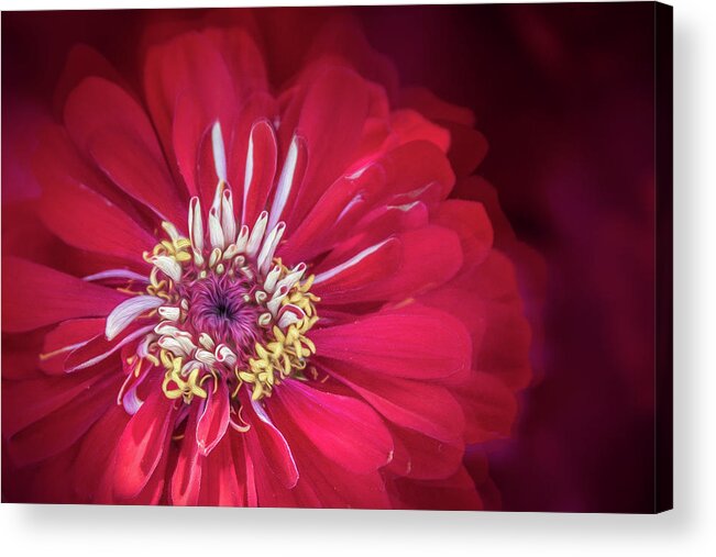 Red Acrylic Print featuring the photograph Shades of Red by Elvira Pinkhas