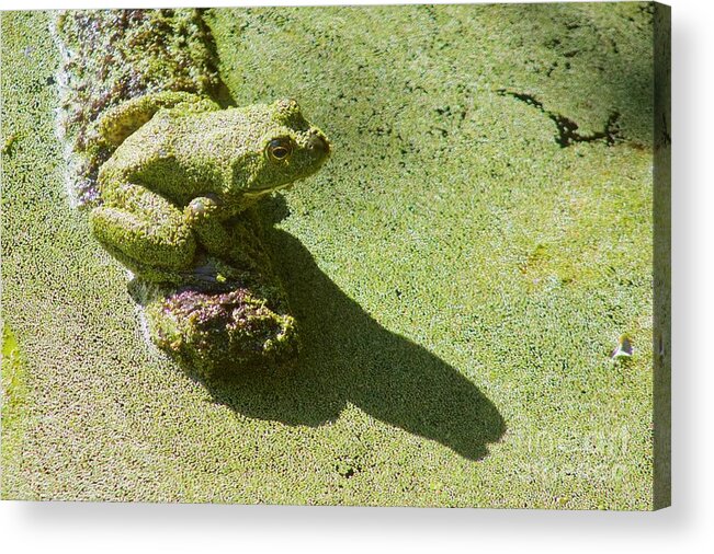 Photography Acrylic Print featuring the photograph Shadow and Frog by Sean Griffin