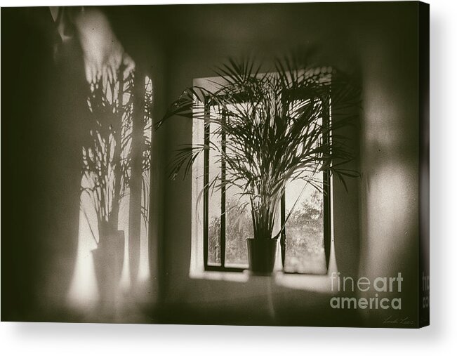 Plant Acrylic Print featuring the photograph Shadows Dance Upon the Wall by Linda Lees