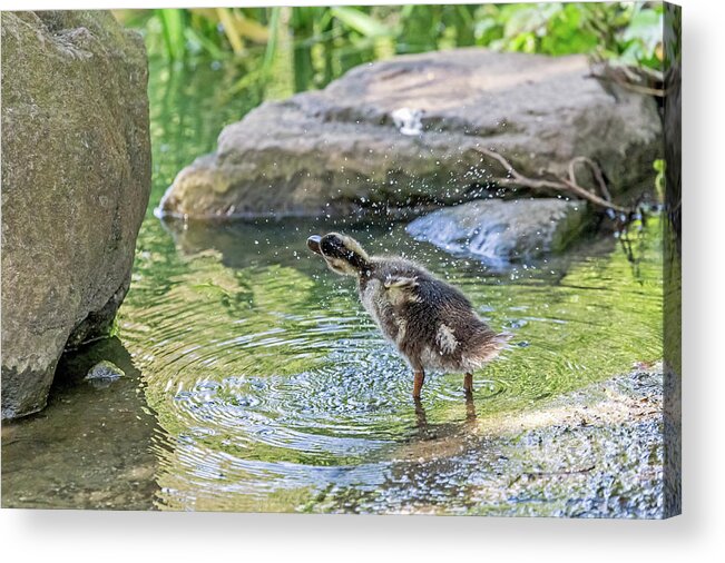 Mallard Acrylic Print featuring the photograph Shake It Off by Kate Brown