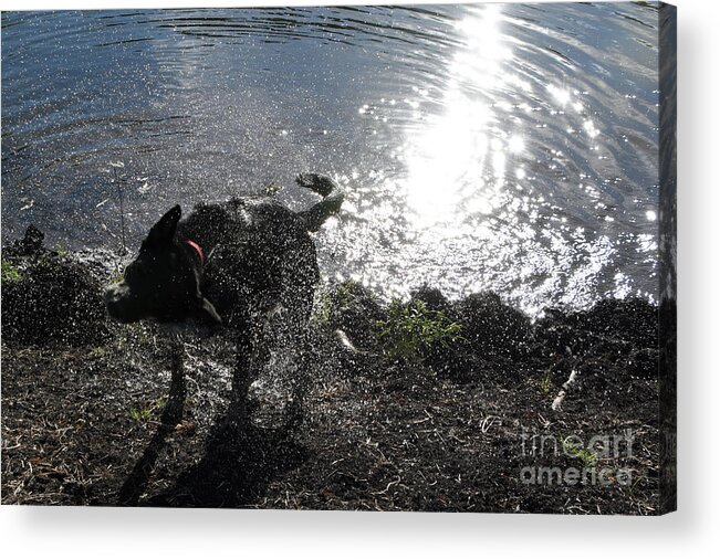 Dog Acrylic Print featuring the photograph Shaking it Off by Cheryl McClure