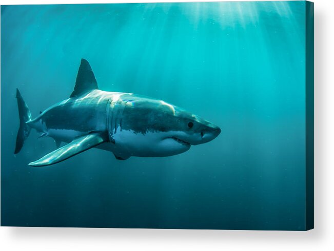 Shark Acrylic Print featuring the digital art Shark by Maye Loeser