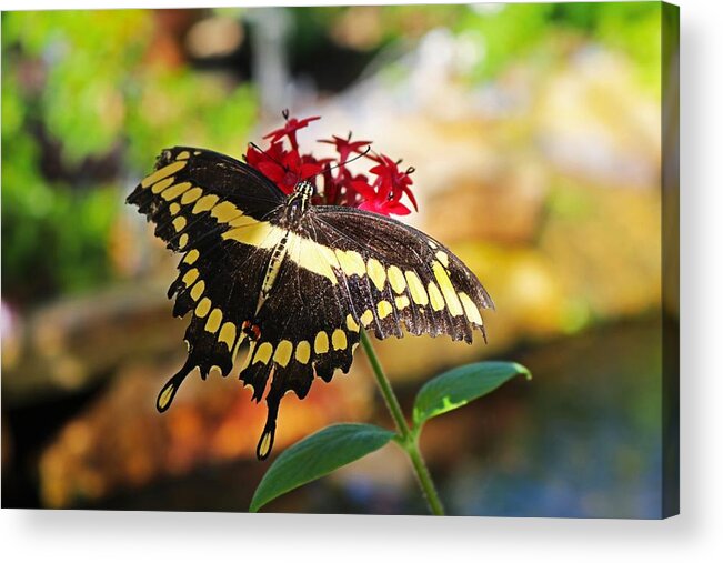Pipevine Swallowtail Acrylic Print featuring the photograph She Only Wore Black by Michiale Schneider