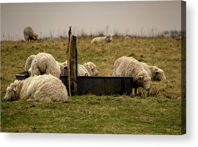 Ian Watts Acrylic Print featuring the photograph Sheep at the drinking trough by Ian Watts