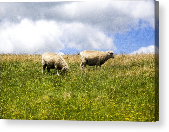 Sheep Acrylic Print featuring the photograph Sheep in New Zealand by Kathryn McBride