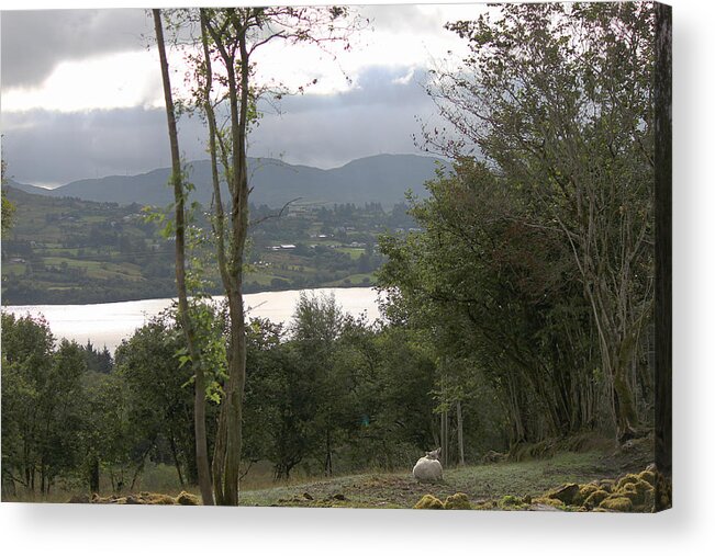 Sheep Acrylic Print featuring the photograph Sheep near Lough Eske by John Moyer