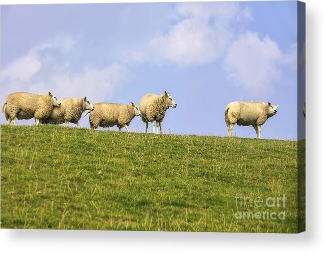 Sheep Acrylic Print featuring the photograph Sheep on dyke by Patricia Hofmeester