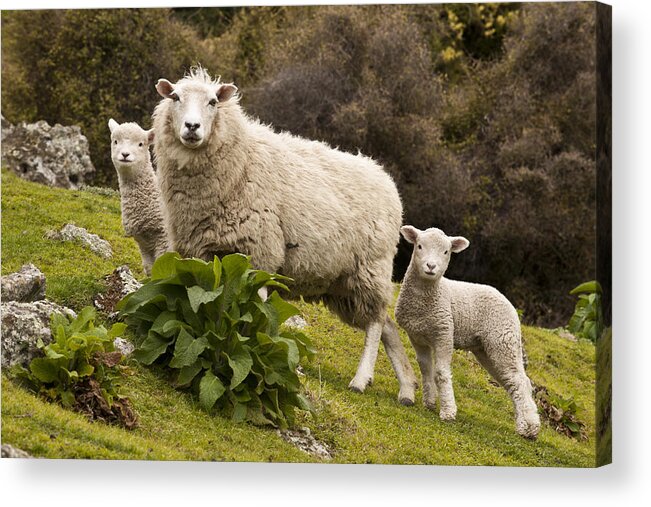 00479625 Acrylic Print featuring the photograph Sheep With Twin Lambs Stony Bay by Colin Monteath
