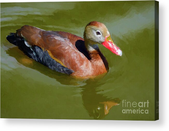 Shelduck Acrylic Print featuring the photograph Shelduck in Pond - Painted by Kathleen K Parker