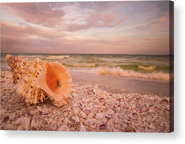 Shells Acrylic Print featuring the photograph Shell Paradise by George Kenhan