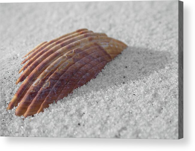 Shell Shadow Acrylic Print featuring the photograph Shell Shadow by Dylan Punke