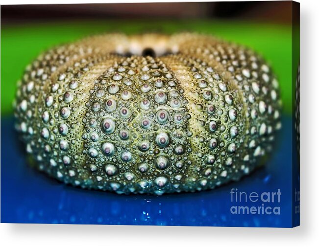 Photography Acrylic Print featuring the photograph Shell with Pimples by Kaye Menner