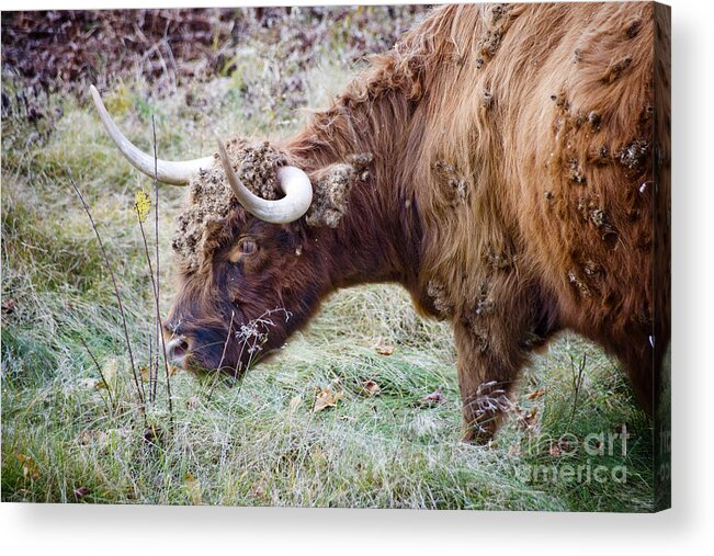 Bull Acrylic Print featuring the photograph Shelly's Bull by Jim Calarese