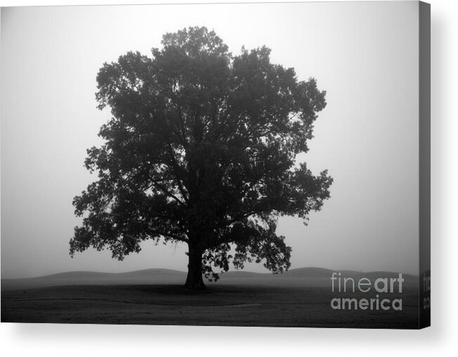 foggy Trees Acrylic Print featuring the photograph Shelter by Amanda Barcon