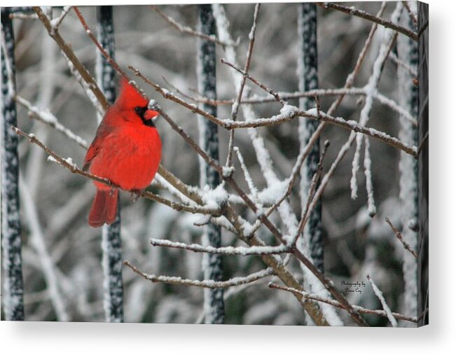 Red Acrylic Print featuring the photograph Shhhhh Be Still 1 by Diane Lindon Coy