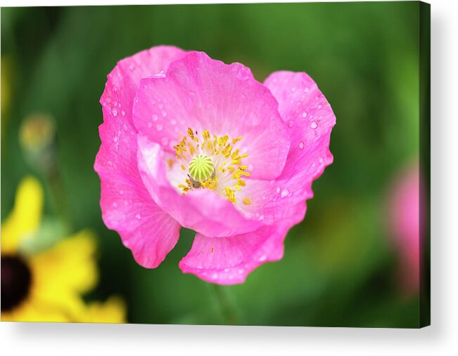 Shirley Poppy Acrylic Print featuring the photograph Shirley Poppy 2018-7 by Thomas Young