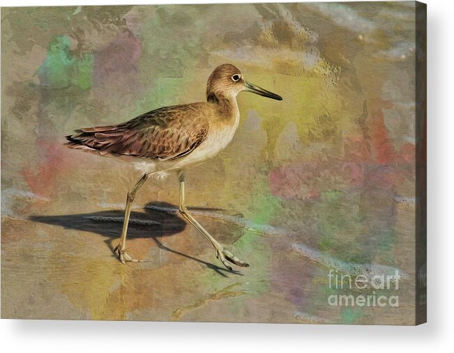 Bird Acrylic Print featuring the painting Shore Bird Beauty by Deborah Benoit