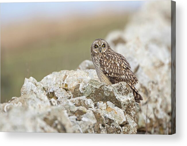 Short Acrylic Print featuring the photograph Short-Eared Owl In Cotswolds by Pete Walkden