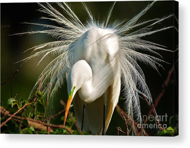 Great White Heron Acrylic Print featuring the photograph Show Off by Julie Adair