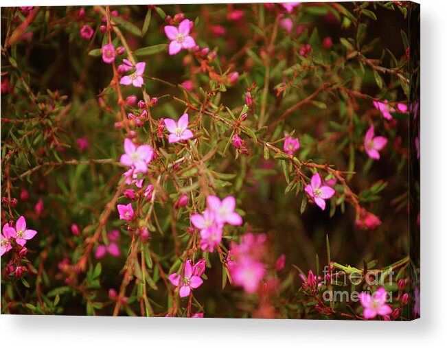 Pink Acrylic Print featuring the photograph Shower of Pink by Cassandra Buckley