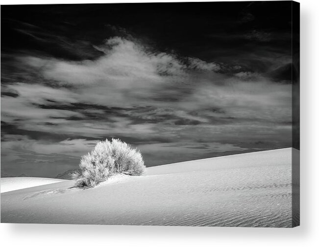 White Sands Acrylic Print featuring the photograph Shrub at White Sands by James Barber