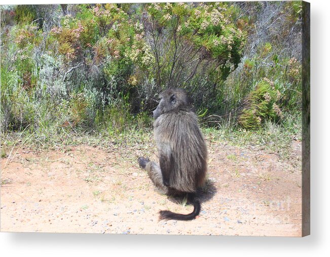 Baboon Shunning Acrylic Print featuring the photograph Shunned by a Baboon by Bev Conover