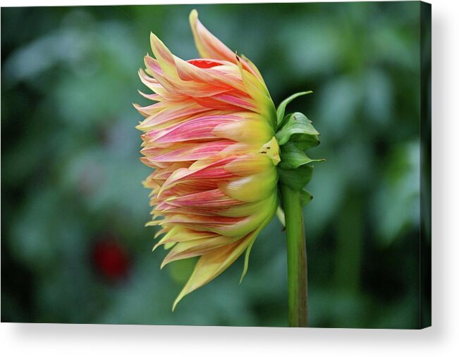 Dahlia Acrylic Print featuring the photograph Shut out the Darkness by Michiale Schneider