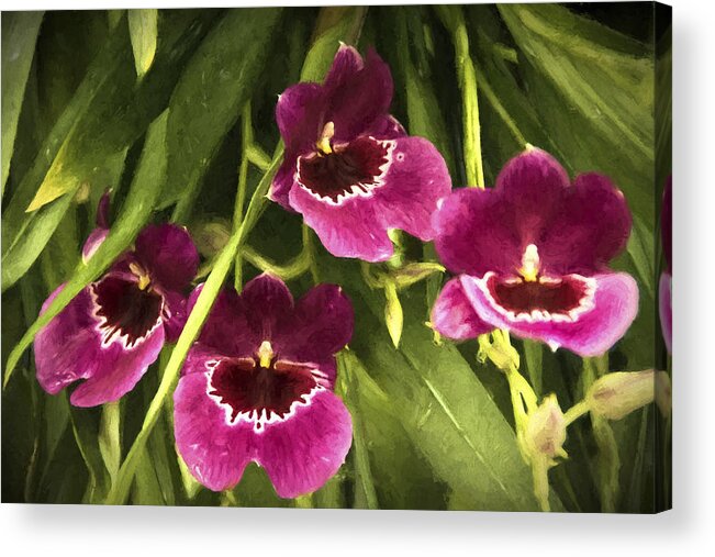Flowers Acrylic Print featuring the photograph Shy, Confident, Tentative and Awkward Orchids by Penny Lisowski