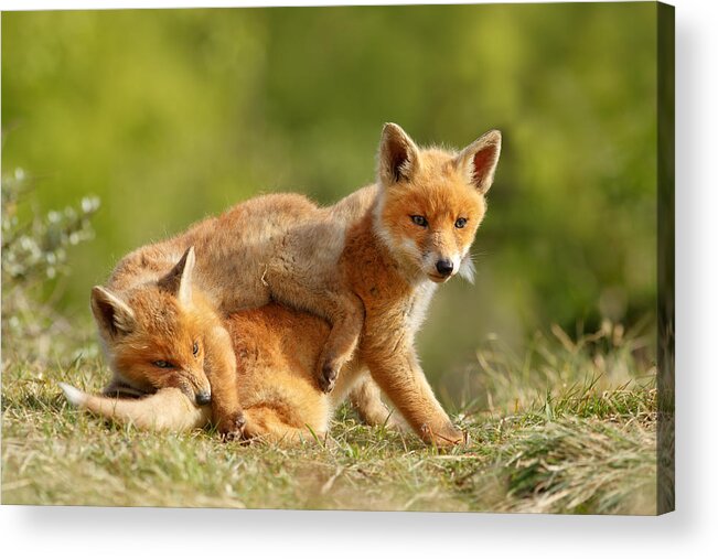 Red Fox Acrylic Print featuring the photograph Sibbling Love - Playing Fox Cubs by Roeselien Raimond