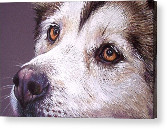 Dog Acrylic Print featuring the drawing Siberian Husky by Elena Kolotusha