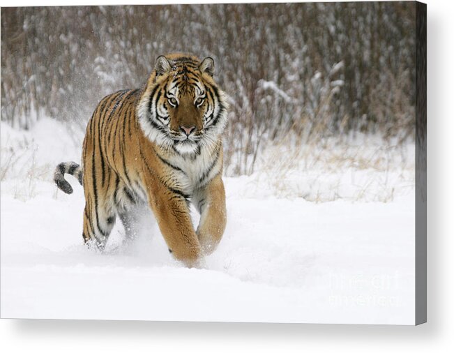 Siberian Tiger Acrylic Print featuring the photograph Siberian Tiger by Jean-Louis Klein & Marie-Luce Hubert