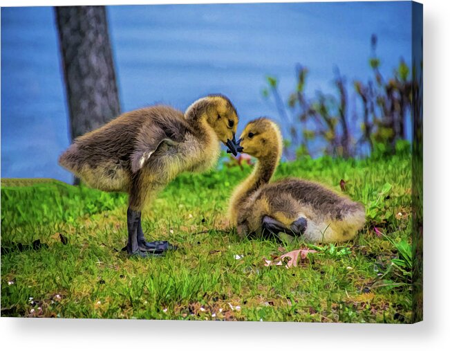 Goslings Acrylic Print featuring the photograph Sibling Love by Cathy Kovarik