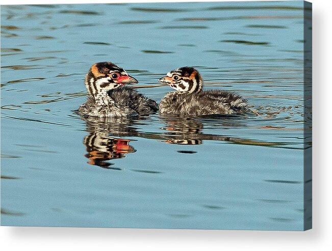 Pied-billed Grebes Acrylic Print featuring the photograph Siblings by Tam Ryan