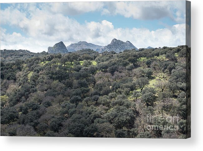 Sierra Acrylic Print featuring the photograph Sierra Ronda, Andalucia Spain by Perry Rodriguez