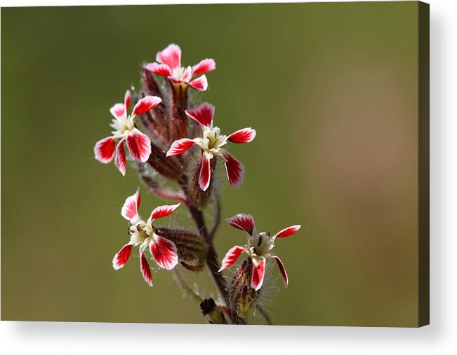 Plants Acrylic Print featuring the photograph Silene by Richard Patmore