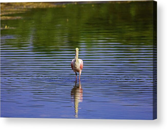 Roseate Spoonbill Acrylic Print featuring the photograph Silent Craving by Michiale Schneider