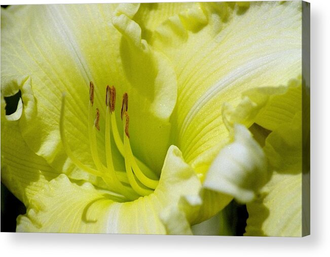 Beautiful Acrylic Print featuring the photograph Silky Smooth Daylily by Belinda Lee