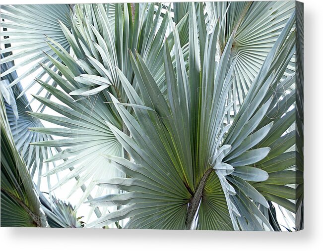 Florida Acrylic Print featuring the photograph Silver Palm Leaf Abstract by Debbie Oppermann