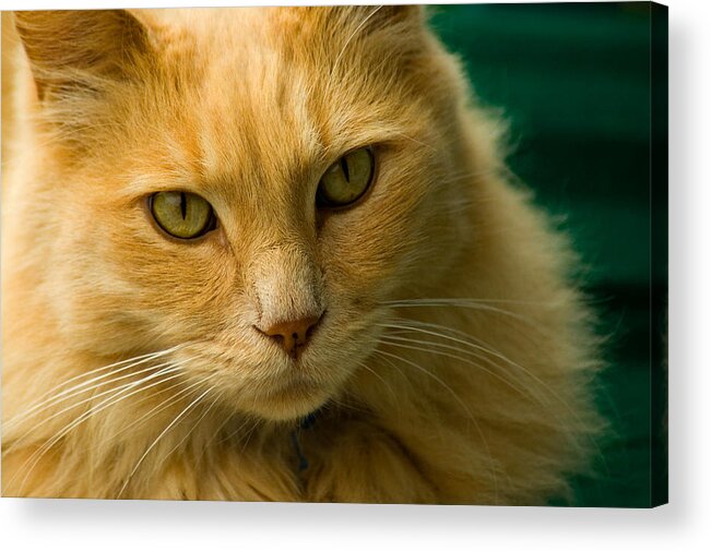 Cat Acrylic Print featuring the photograph Simba the Cat by Harry Spitz