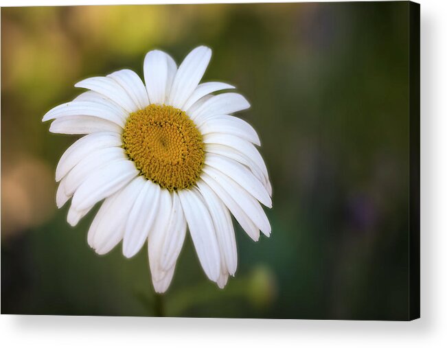 Daisy Acrylic Print featuring the photograph Simple Kindness by Vanessa Thomas