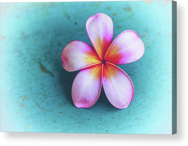 Plumerias Acrylic Print featuring the photograph Simplicity by Jade Moon