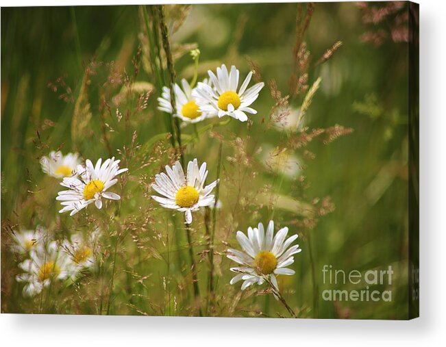 Flowers Acrylic Print featuring the photograph Simplicity by Sheila Ping